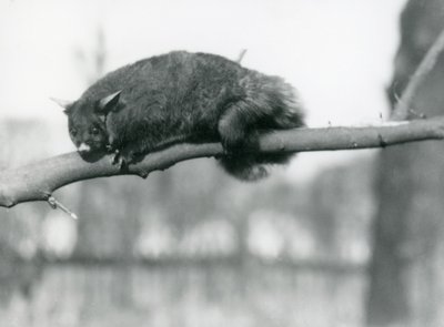 A Flying Phalanger looks down from a branch at London Zoo, c.1923 by Frederick William Bond